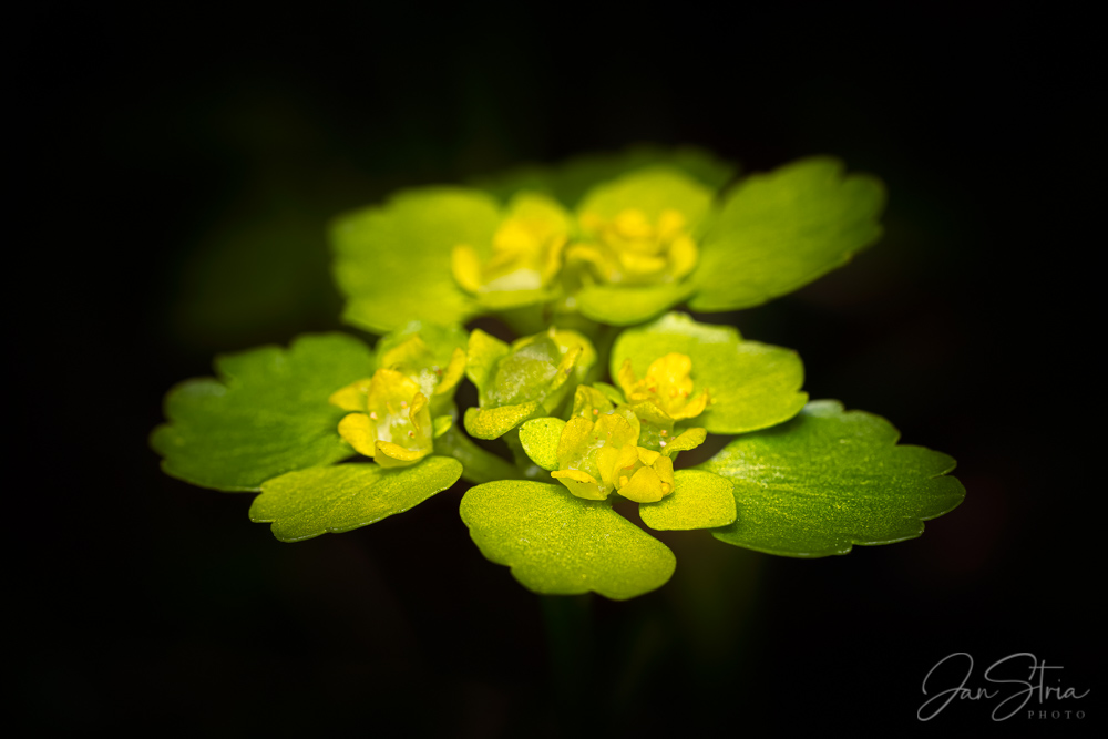 Chrysosplenium alternifolium