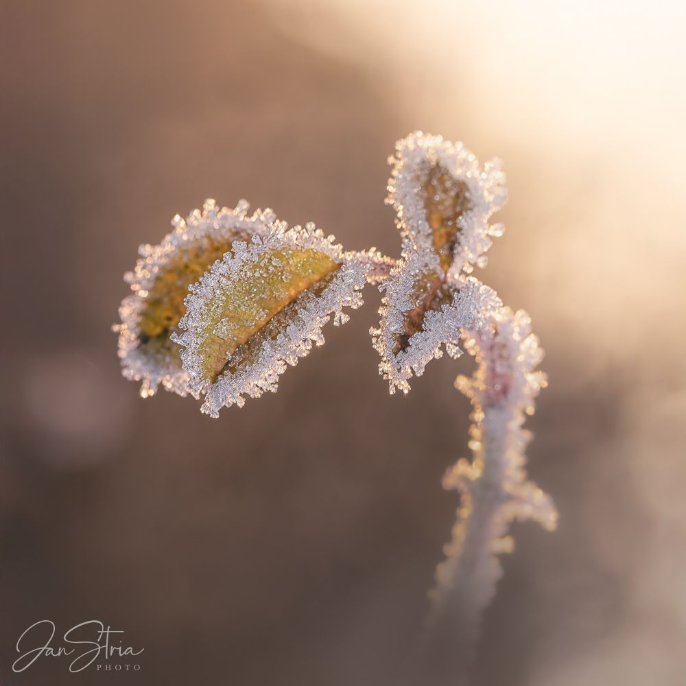 Frosty Morning