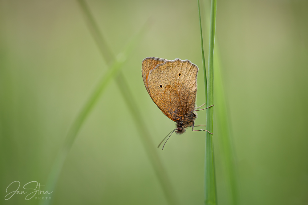 On a meadow