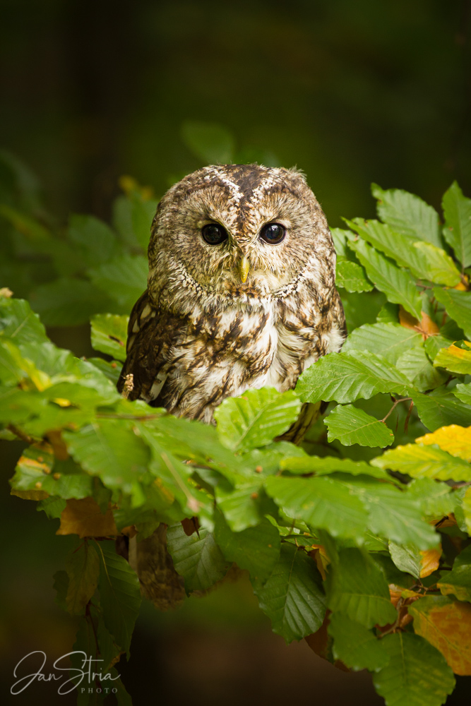 On a Branch