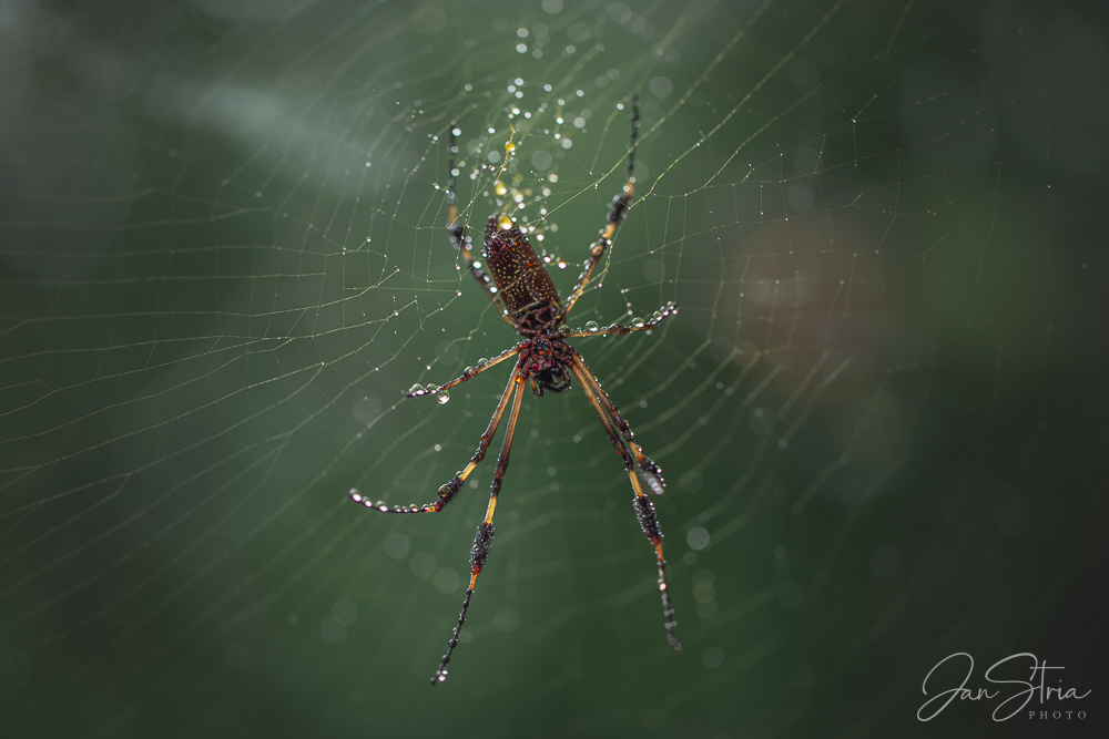 Golden silk orb-weaver