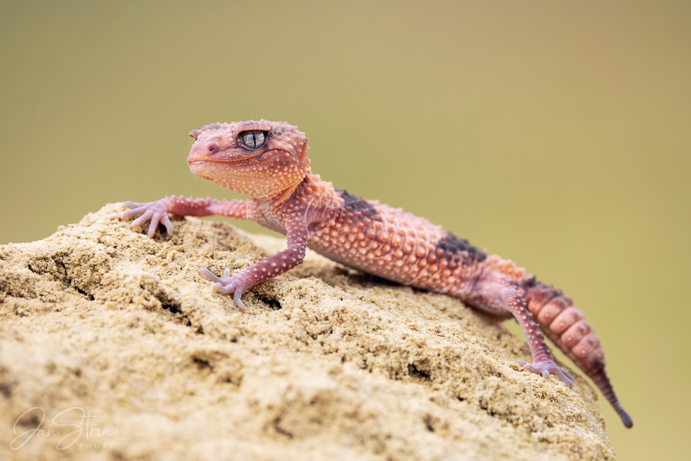 Banded knob-tailed gecko