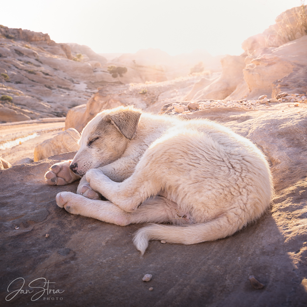 Afternoon Nap