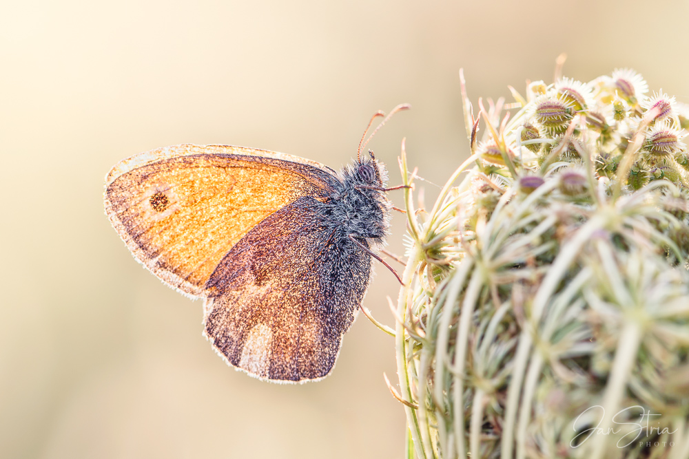 Small Heath