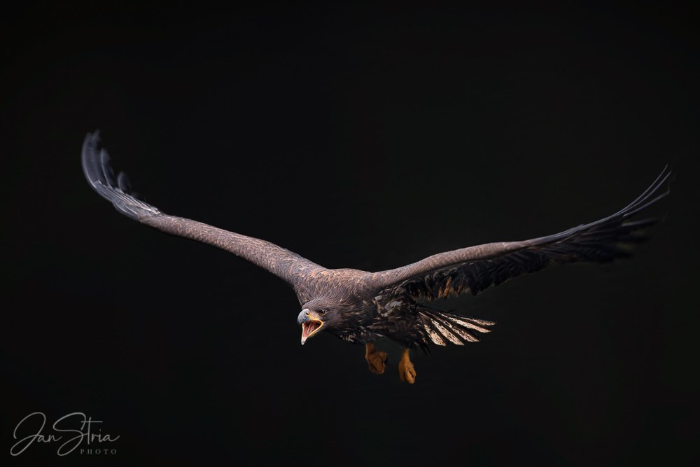 White-tailed eagle