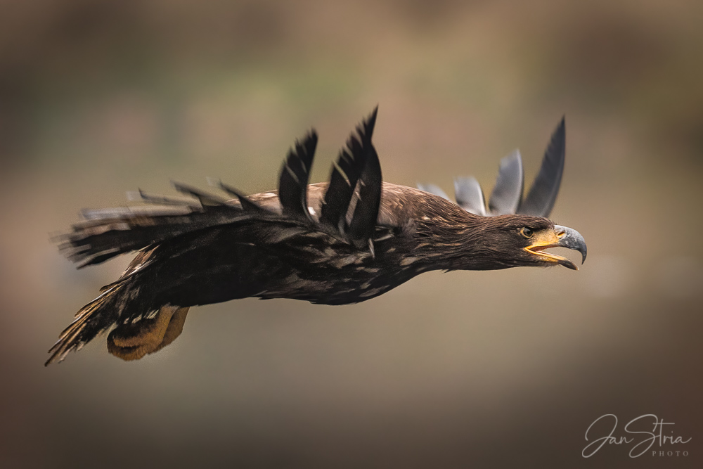 White-tailed eagle