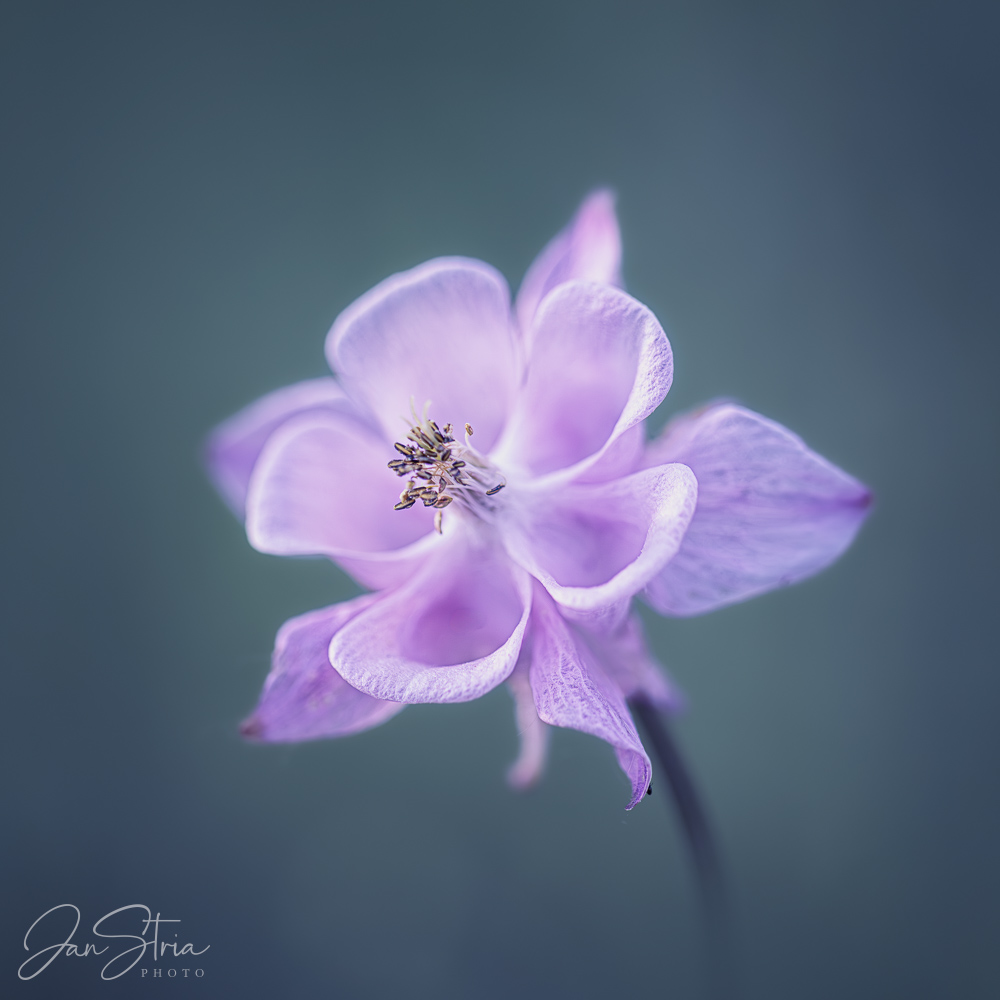 European columbine