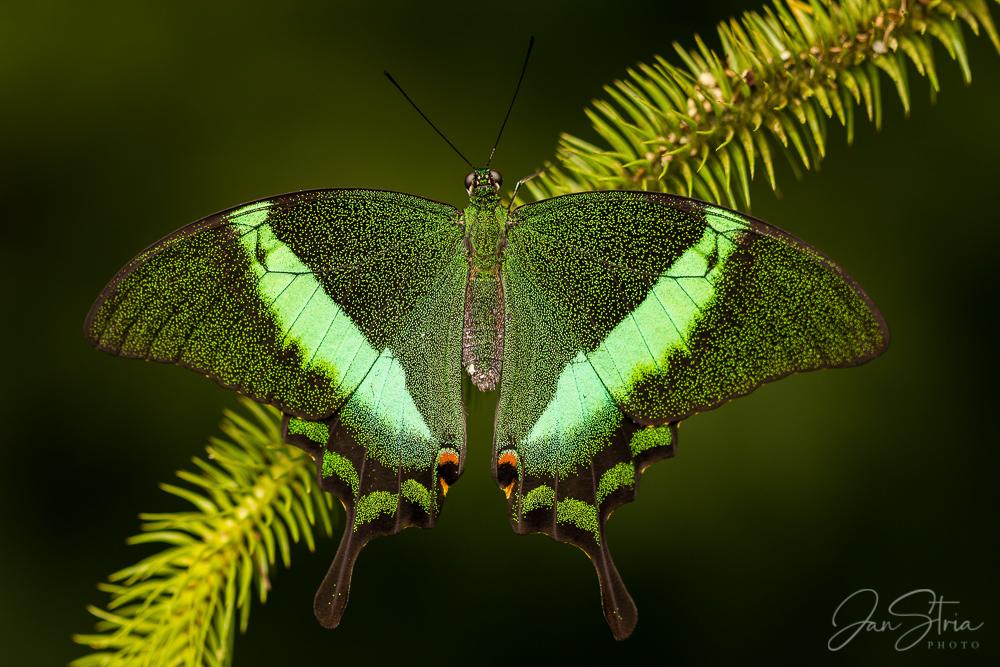 Papilio palinurus