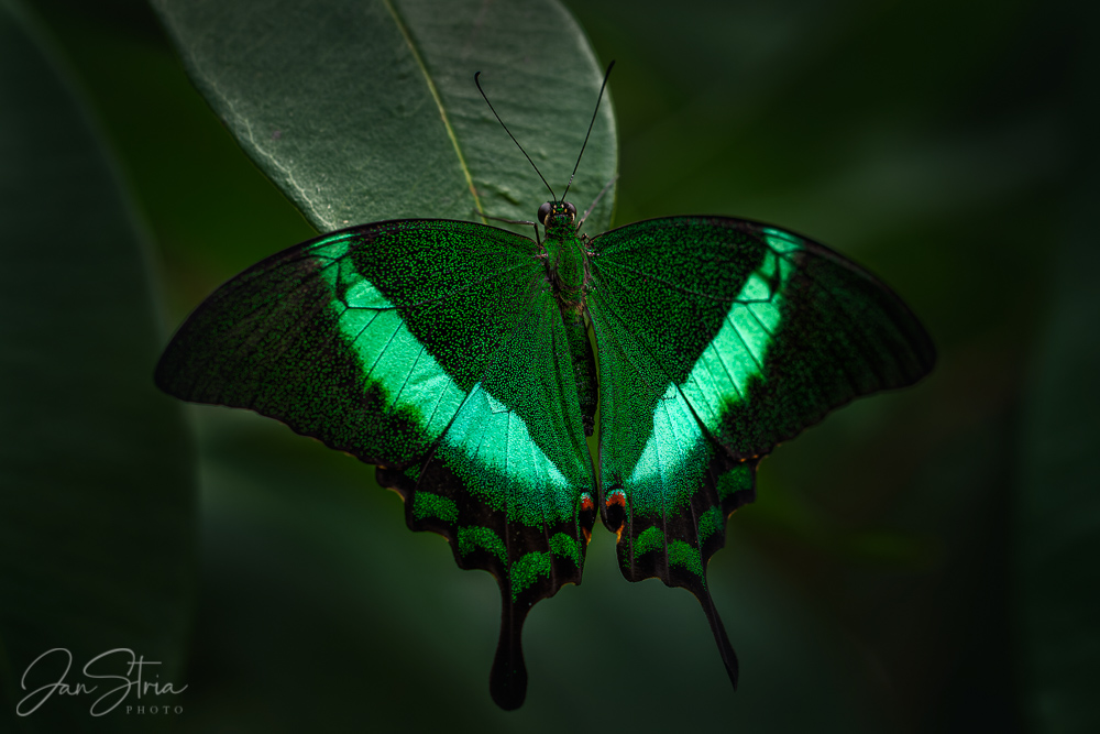 Papilio palinurus