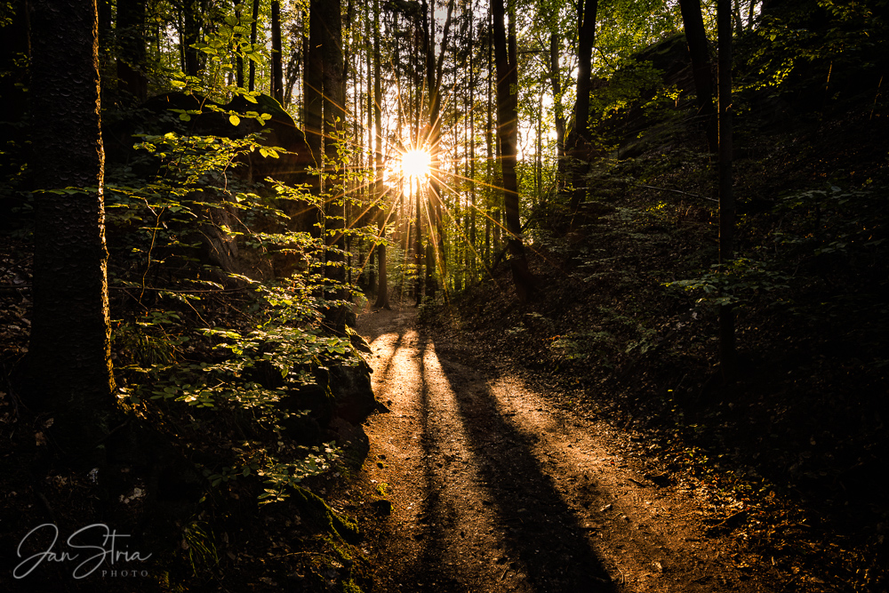 Sunrays in forest