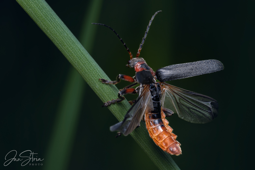 Soldier Beetle