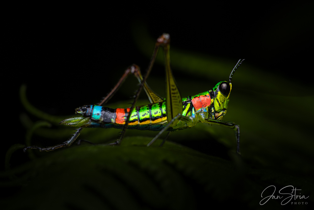 Pestrobarevná opičí saranče (Eumastacidae)