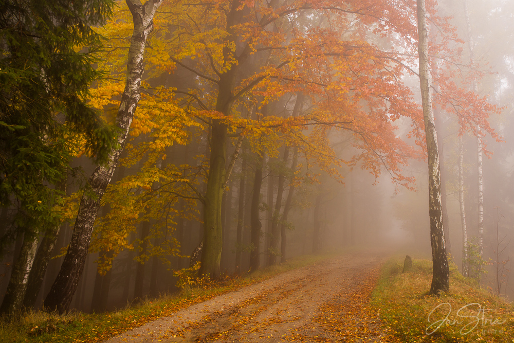 Autumn Forest