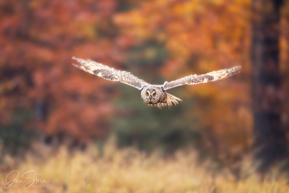 Autumn Flight