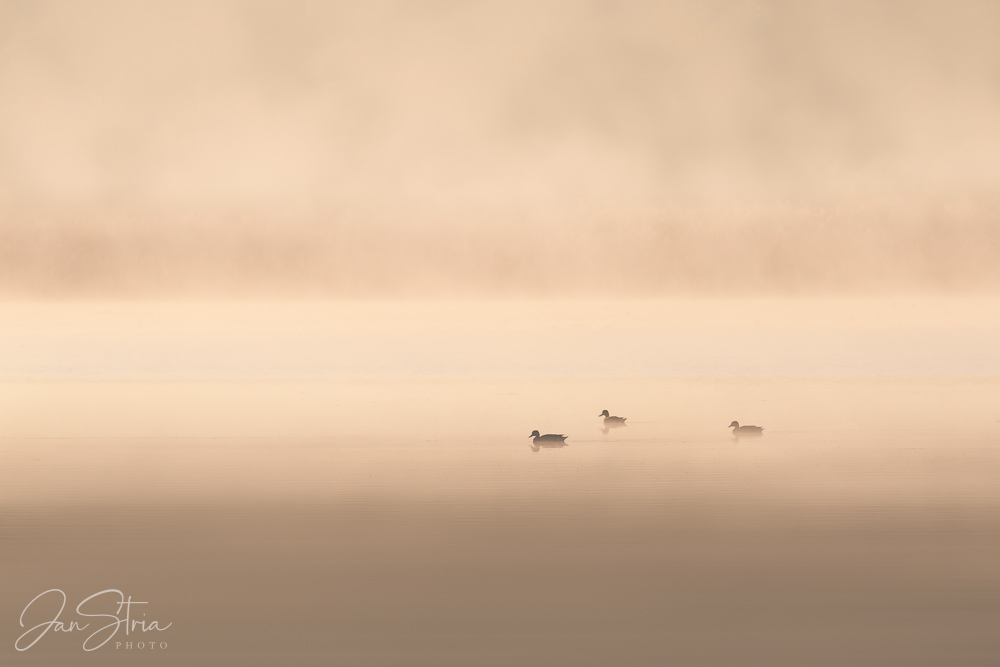 Autumn Morning at the Lake