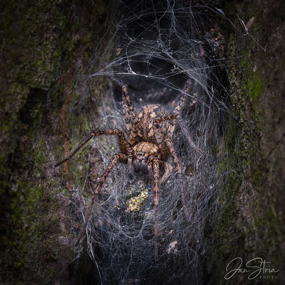 Funnel Weaver