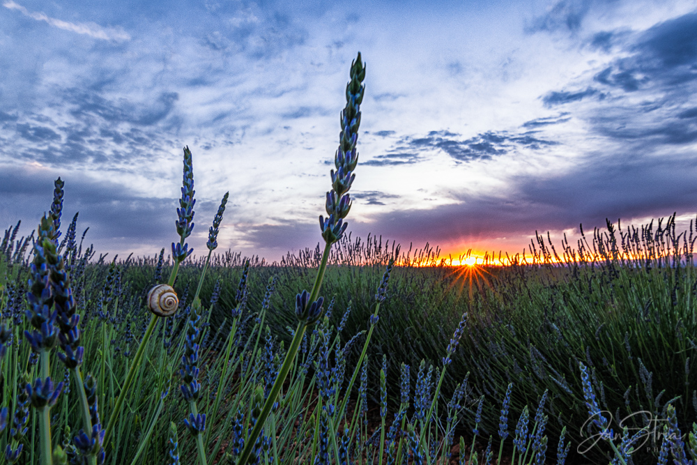 Late Spring and Lavender