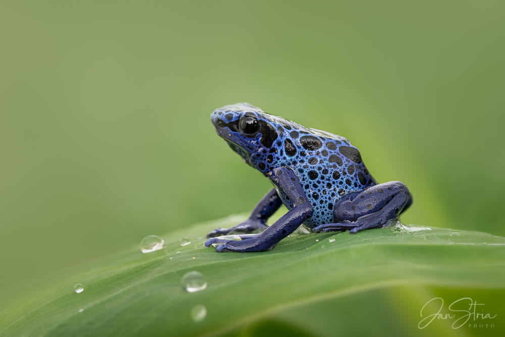 Blue Poison Dart Frog