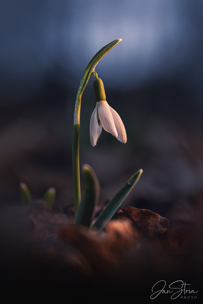 First signs of spring