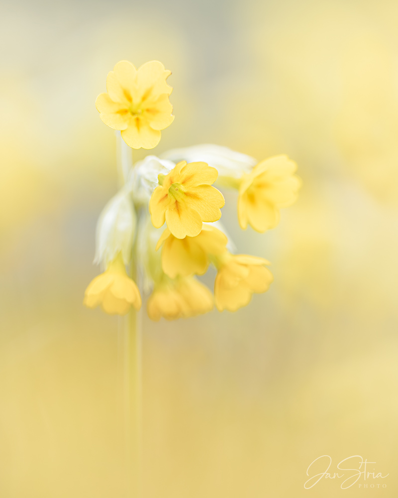 Cowslip Primrose