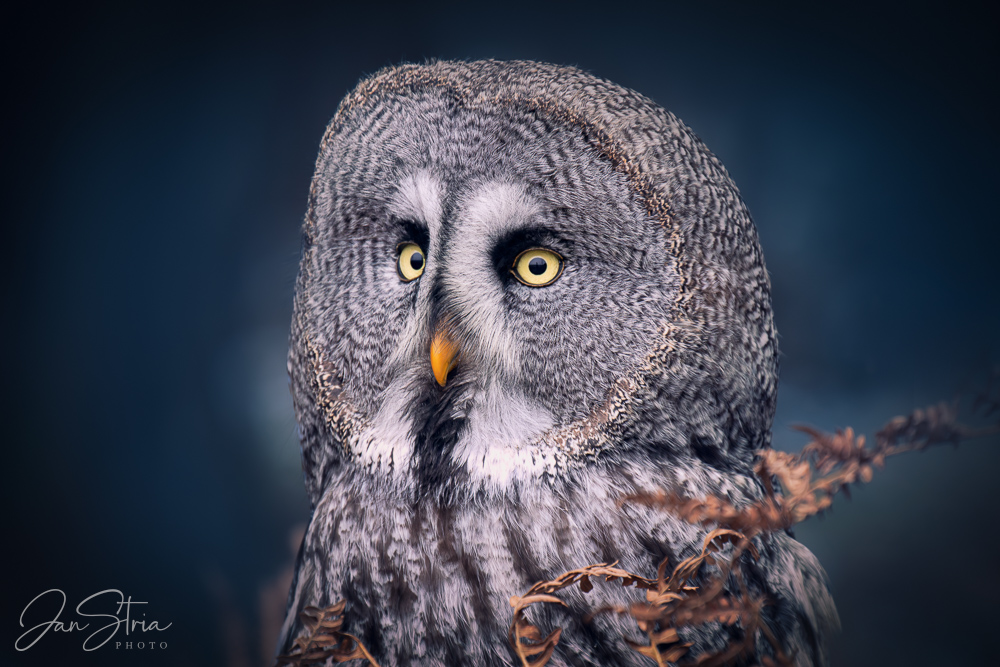 Great grey owl