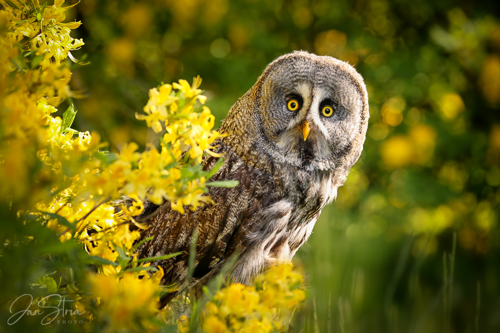 Great grey owl