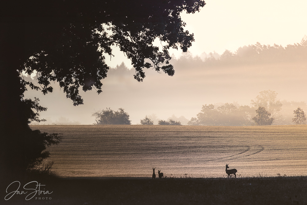 Morning encounter