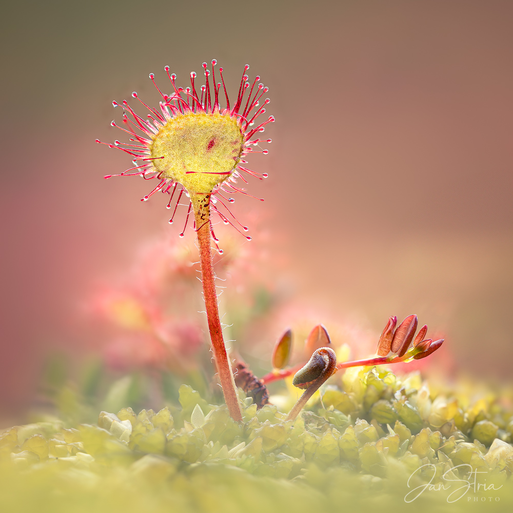 Round-leaved sundew