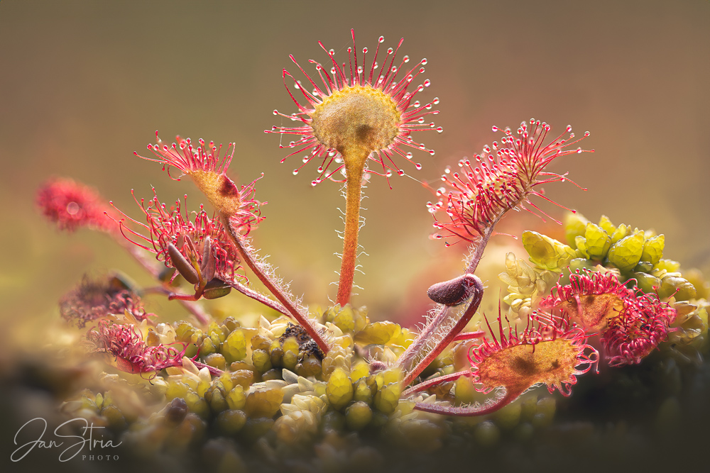 Round-leaved sundew