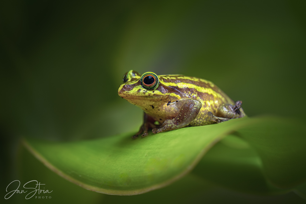 Treasury Island tree frog