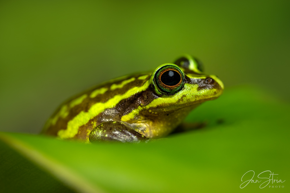 Treasury Island tree frog