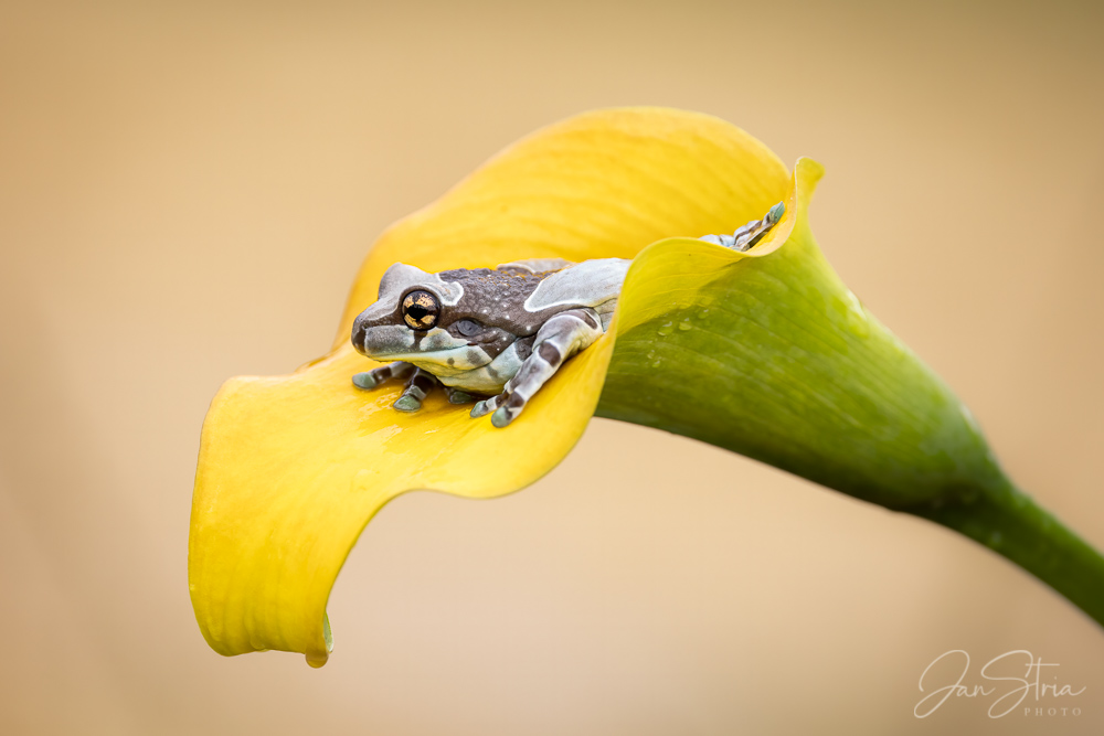 Mission golden-eyed tree frog