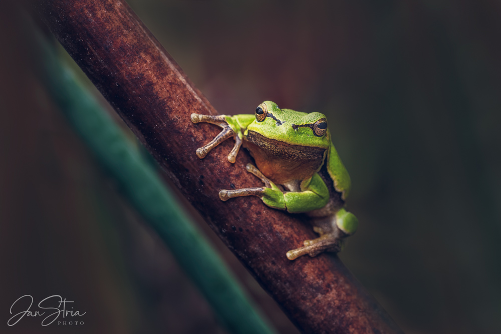 European tree frog