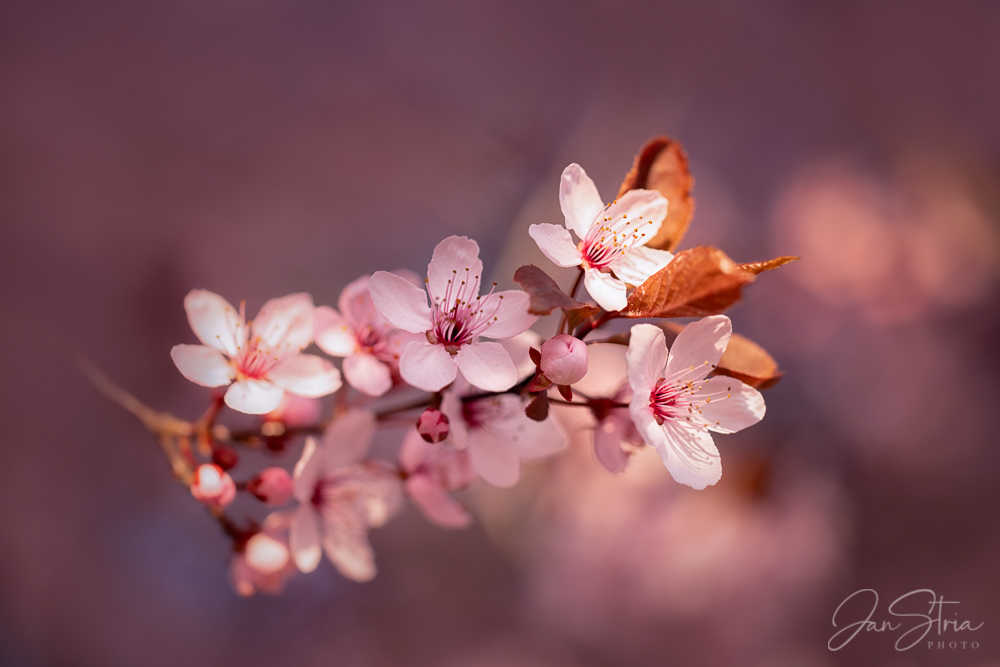 Pink Spring