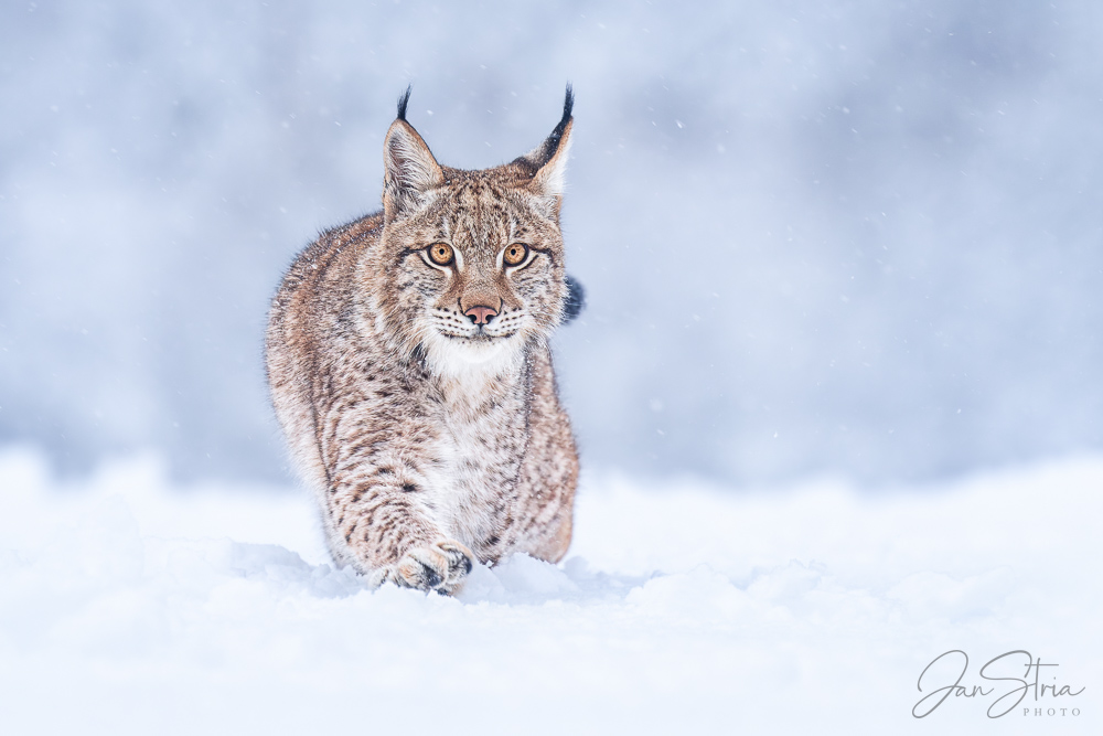 Eurasian Lynx