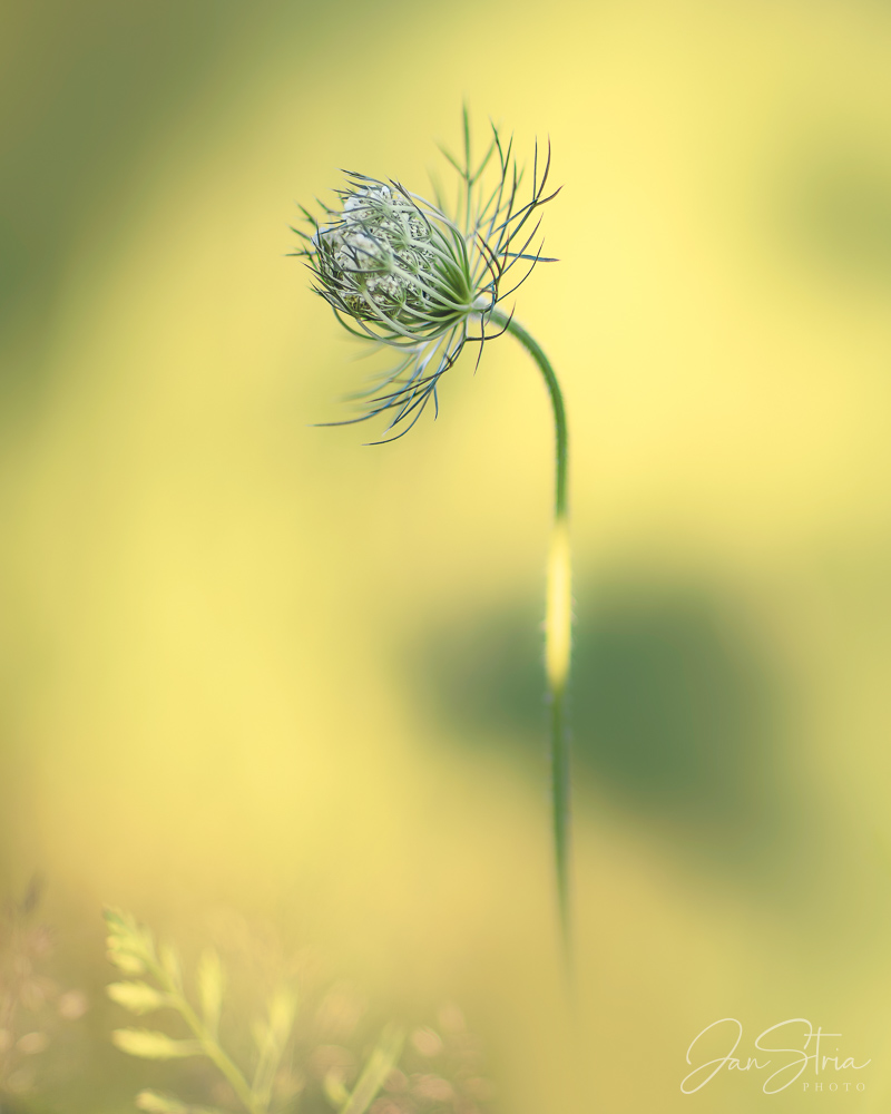 Cumin