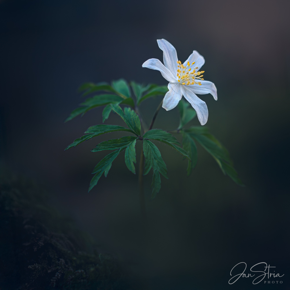 Wood Anemone