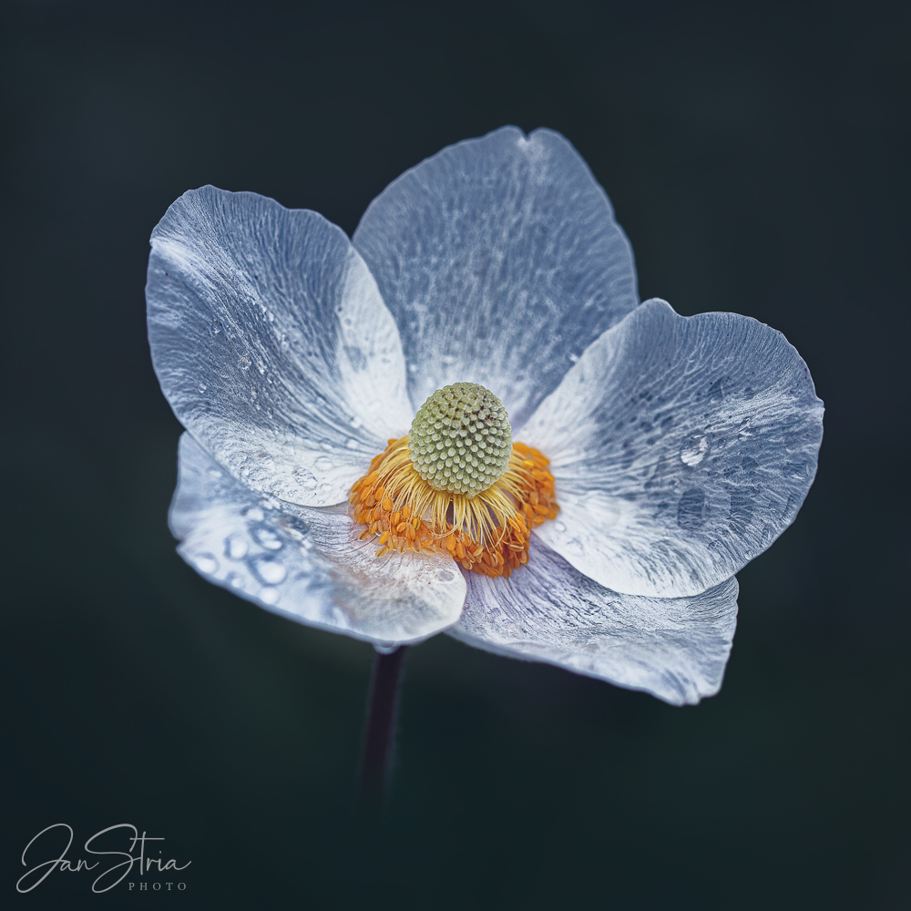 Japanese Anemone