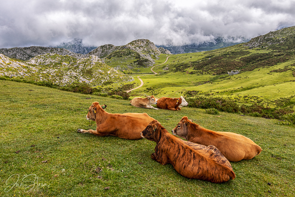 Siesta