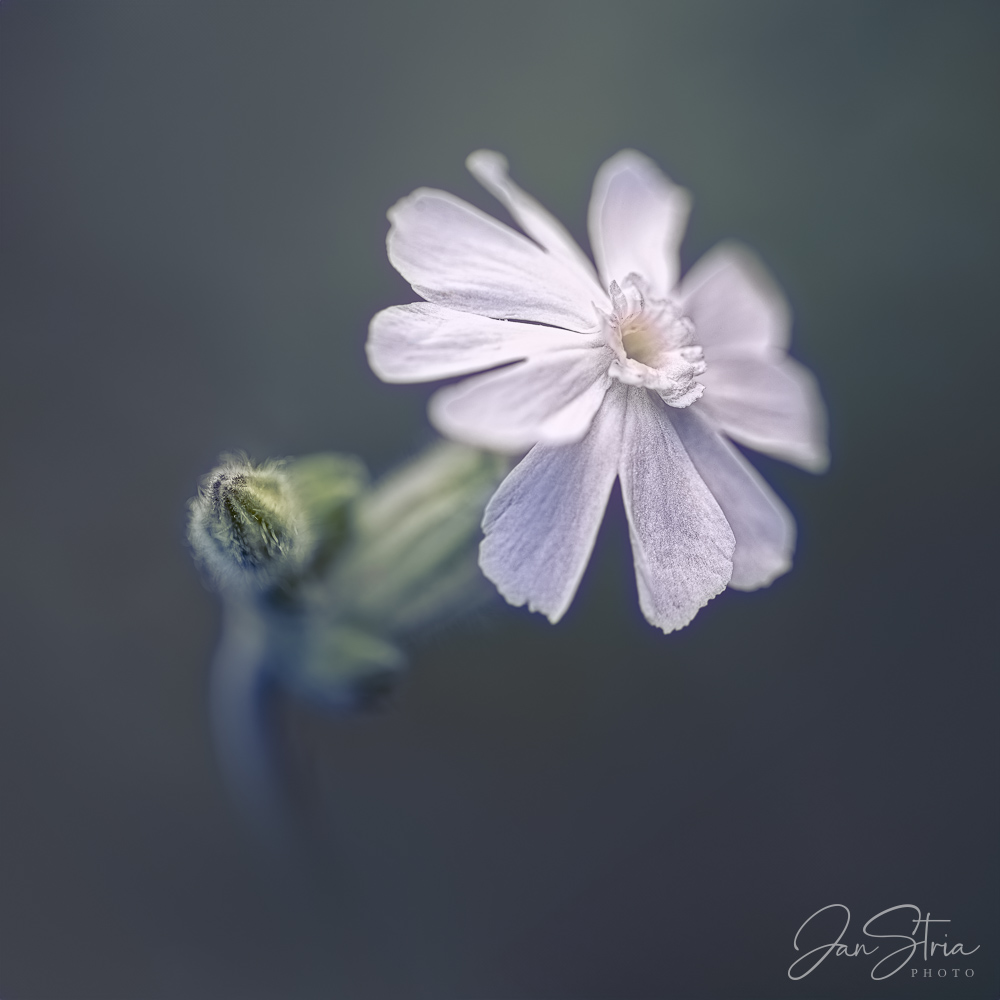 White campion