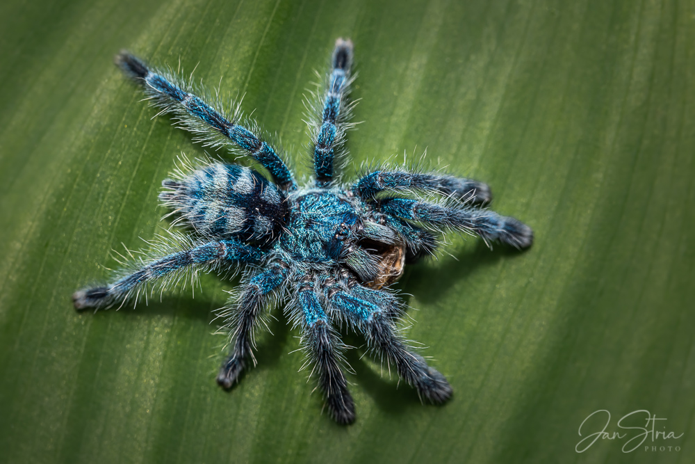 Antilles pinktoe tarantula