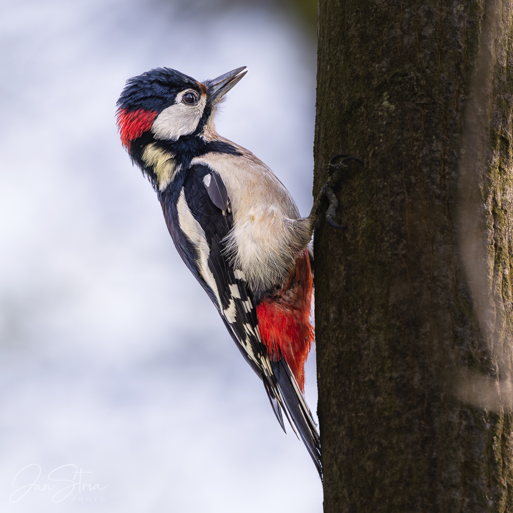 Great Spotted Woodpecker