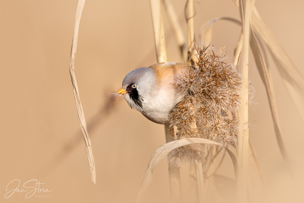 Bearded Reedling