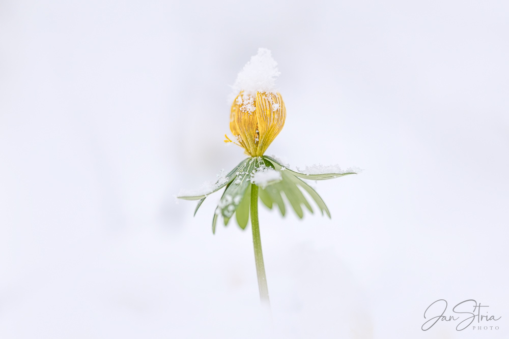 Winter Aconite