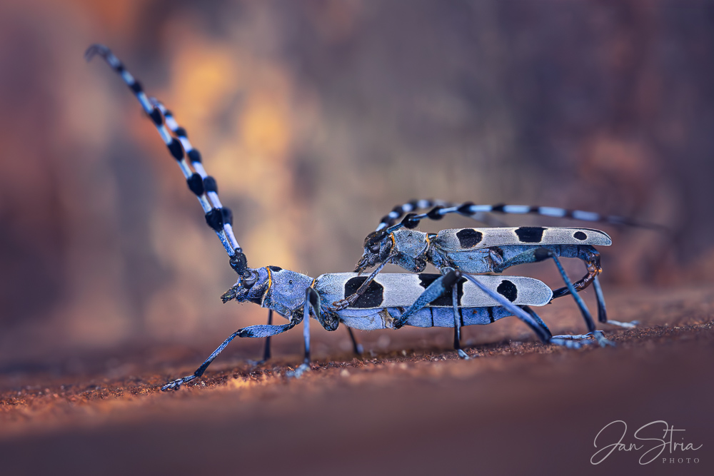 Alpine longhorn beetle