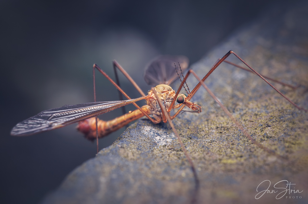 European crane fly