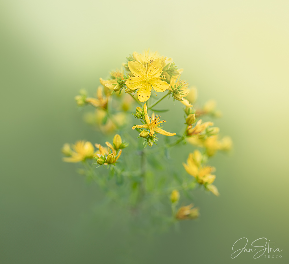 St John´s wort