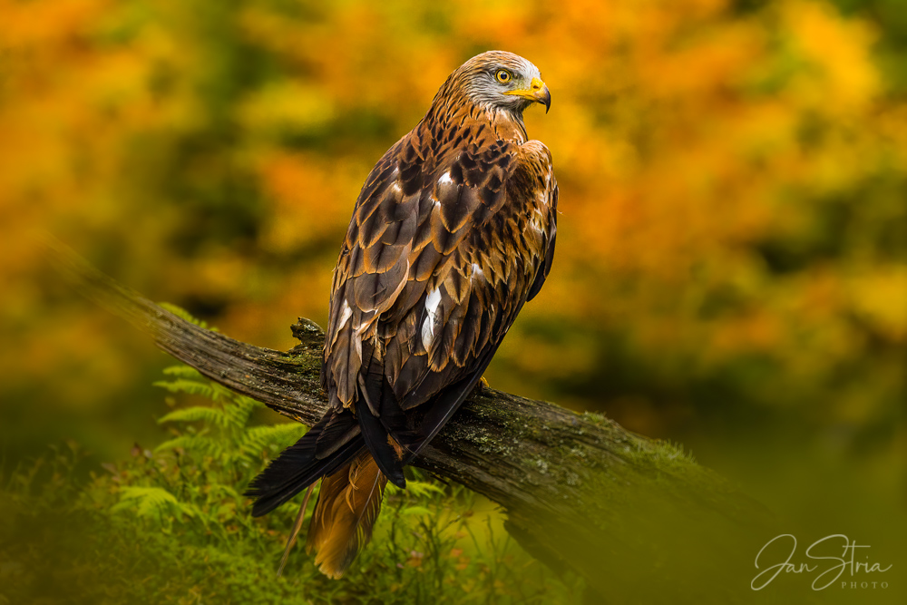 In Colorful Forest