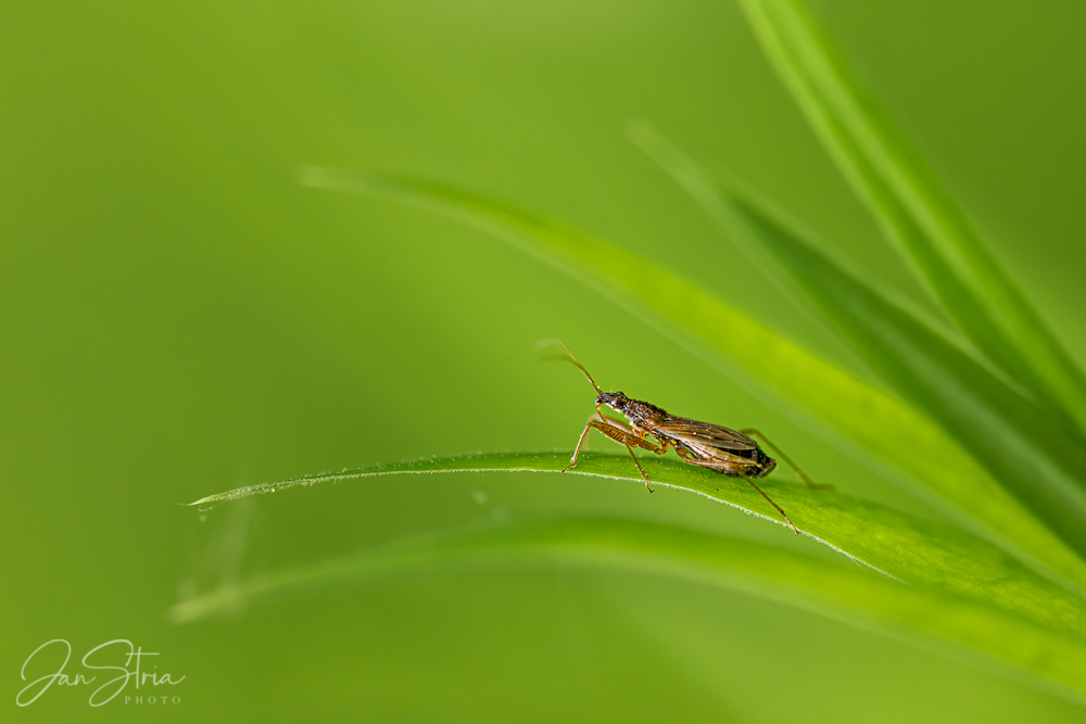 In Grass