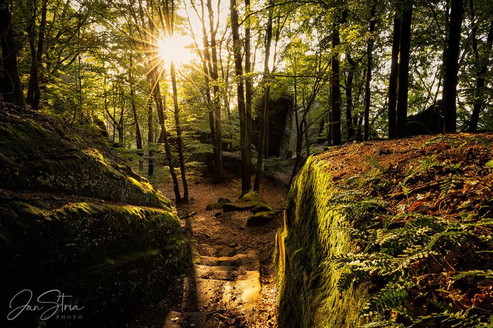 Evening in Forest